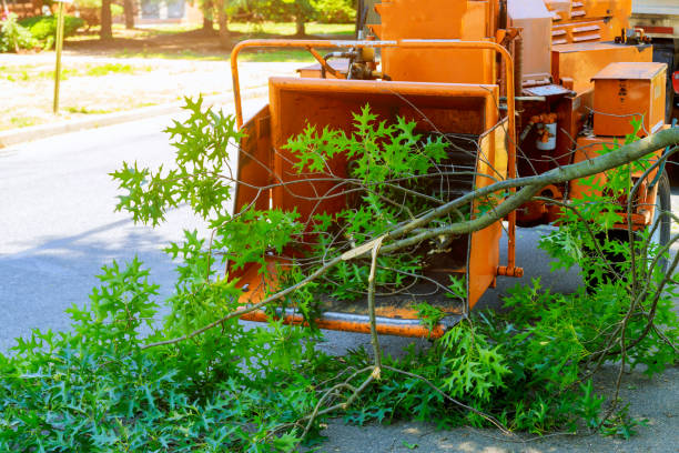 Best Best Tree Removal Services  in Coleman, MI